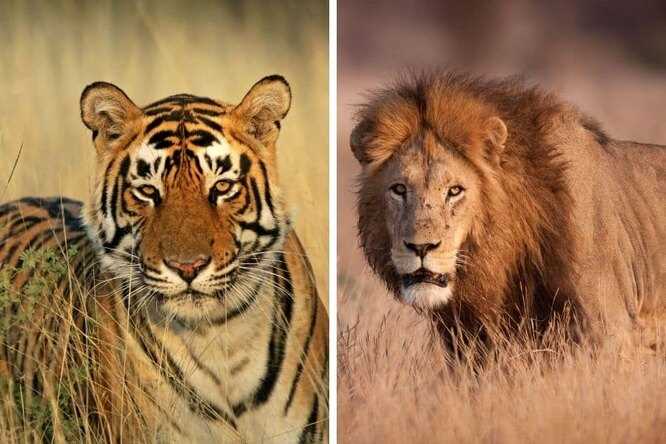 История соперничества тигра и льва