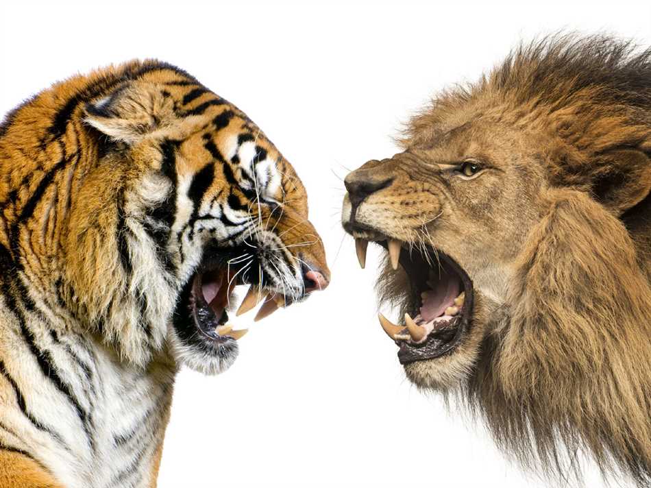 Анатомические особенности тигра и льва