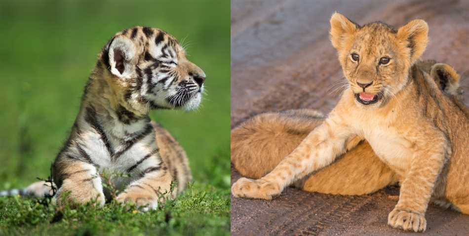 Кто сильнее тигр или лев в бою?