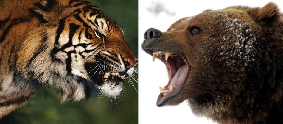 Кто сильнее: тигр или медведь бурый?