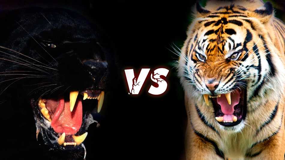 Кто сильнее тигр или пантера?