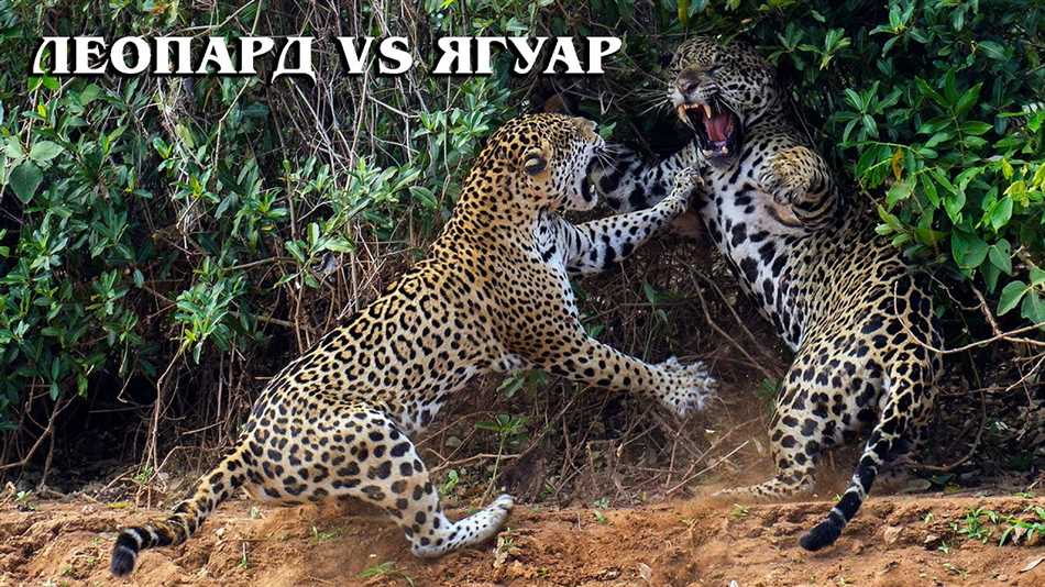 Кто сильнее ягуар гепард или леопард?
