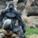 Кто сильней горилла или орангутанг? Ответ в сравнении их физической силы