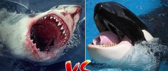 Косатка или белая акула: сравнение силы и характеристик.
