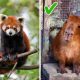 Кто такие экзотические животные?