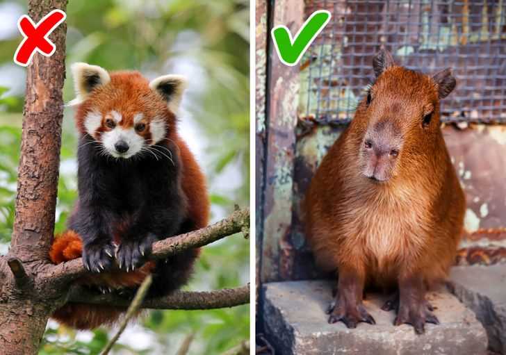 Кто такие экзотические животные?