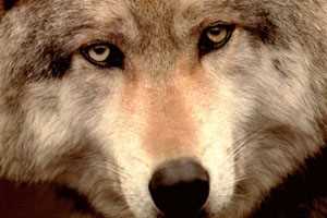 Волки: основные характеристики и поведение