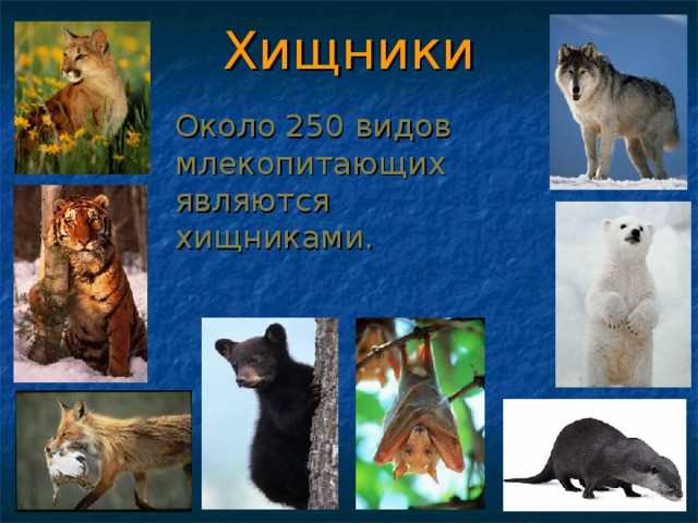 Адаптации к охоте и обмана у хищников