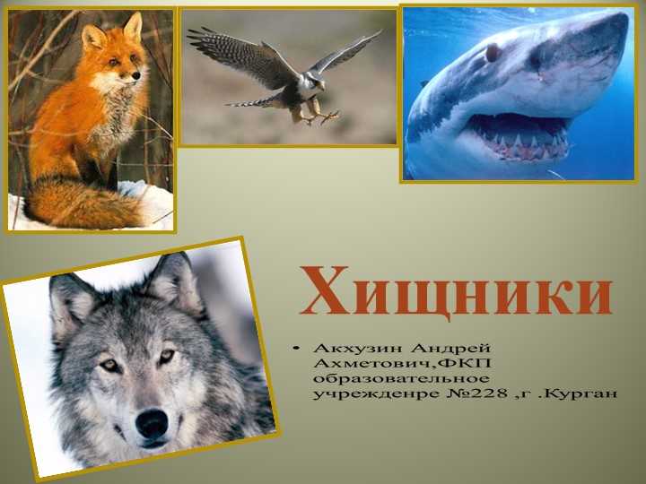 Кто такие хищники в биологии?