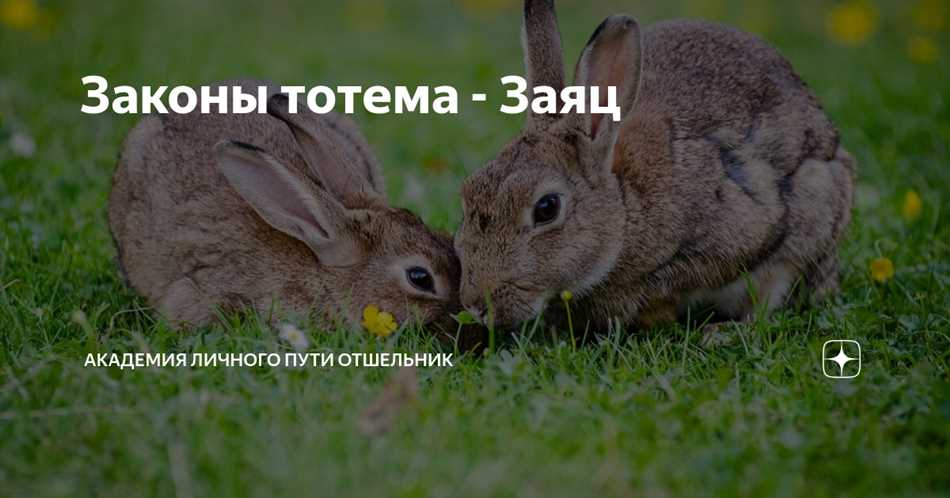 История тотема заяц в культуре различных народов