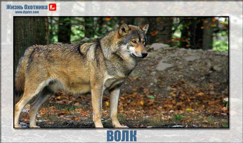 Взаимодействие человека и волка с другими видами животных и растений