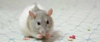 Крыса или собака: кто умнее?