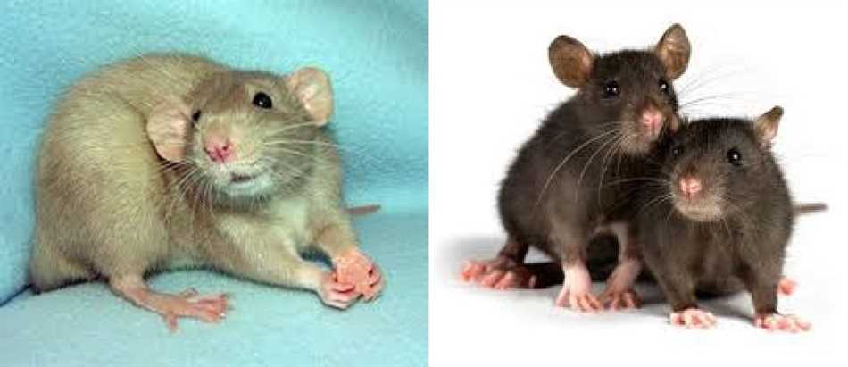 Кто умнее крыса или хомяк?