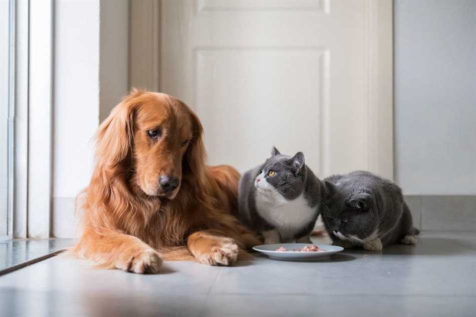 Доминирующие интеллектуальные способности собак и кошек