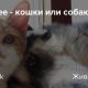 Сравнение умственных способностей собак и кошек: статистика и факты