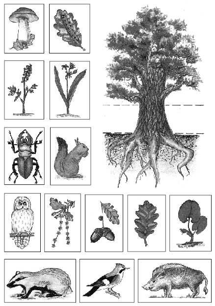 Удобное расположение дерева и его структура