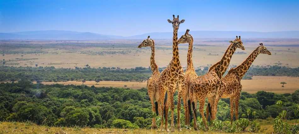 Богатство фауны Южной Африки