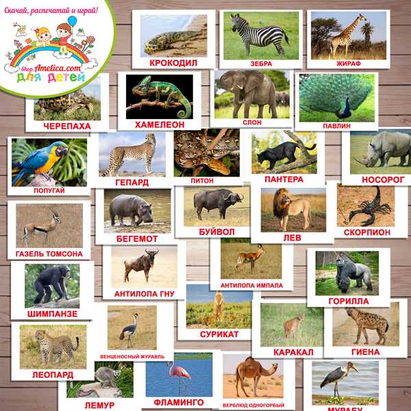 Животный мир южной Африки