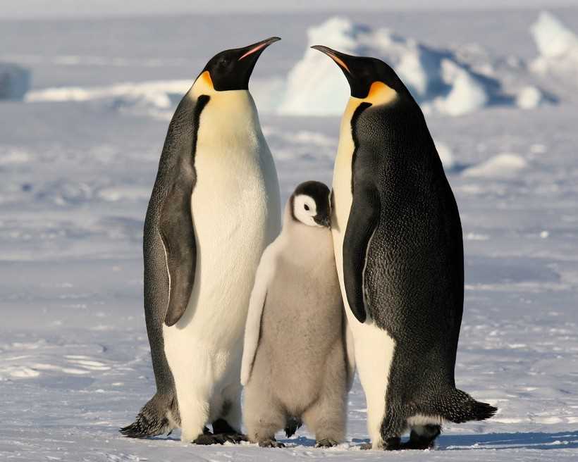 Пингвины: господа юга