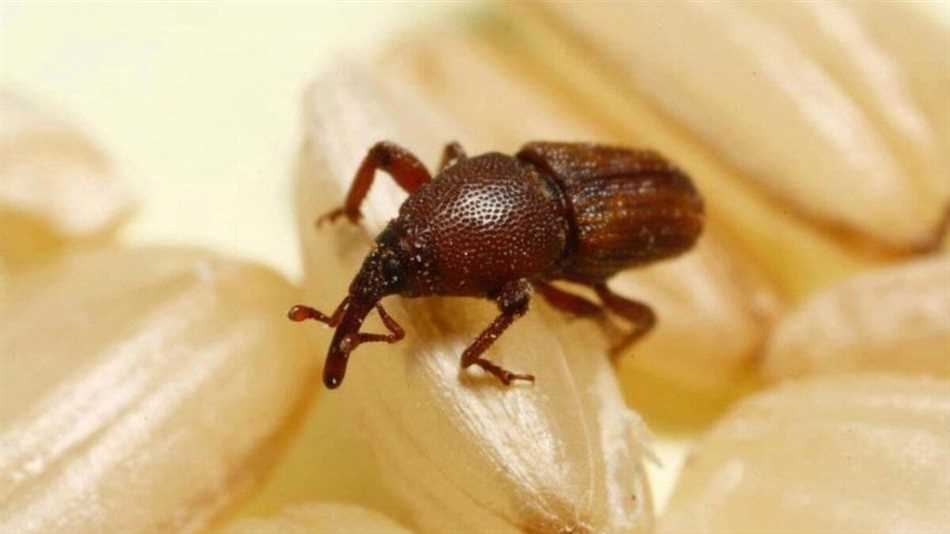 Последствия укуса жука долгоножки барида