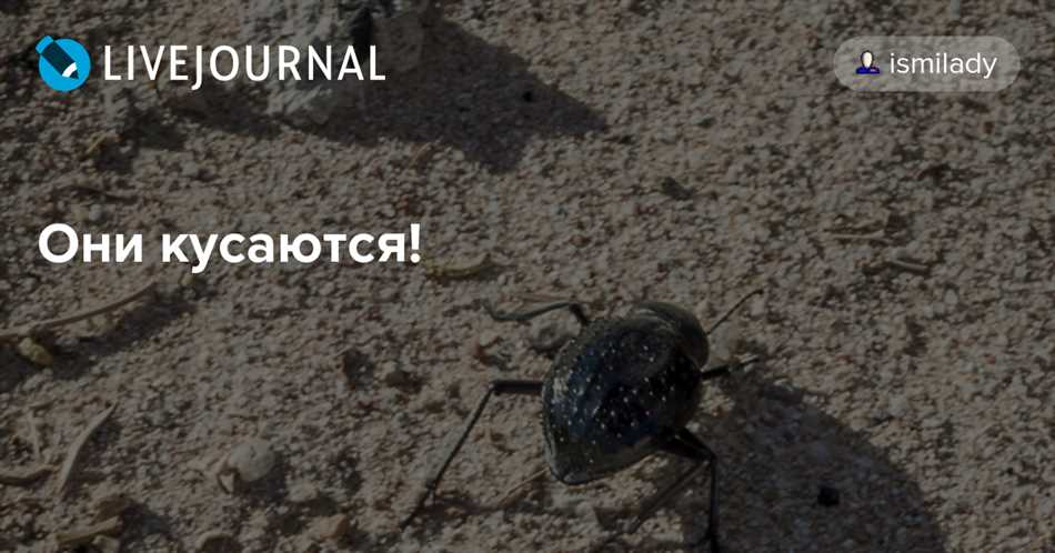 Биология и особенности поведения жука долгоножка барид