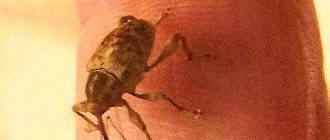 Кусаются ли черные жуки? - опасна ли их жала для человека