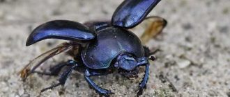 Кусаются ли жуки скарабеи?