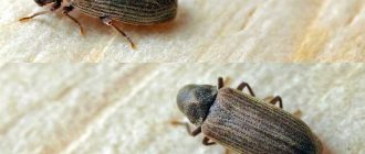 Кусаются жуки точильщики: насекомые, коварно нападающие на человека?