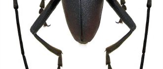 Летают ли жуки короеды?