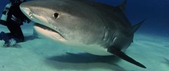 Могут ли белые акулы напасть? Узнайте о возможности нападения белых акул и принимайте меры осторожности