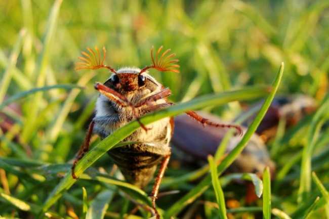 Опасность пребывания майских жуков в доме