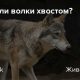 Могут ли волки гавкать как собаки?