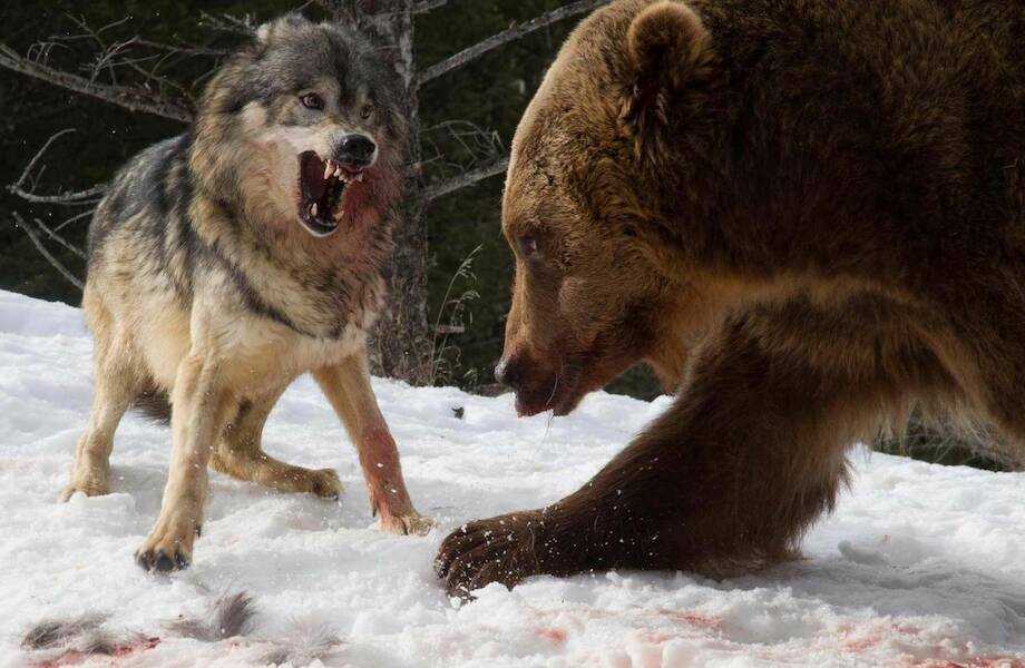 Как волки справляются с крупными животными?
