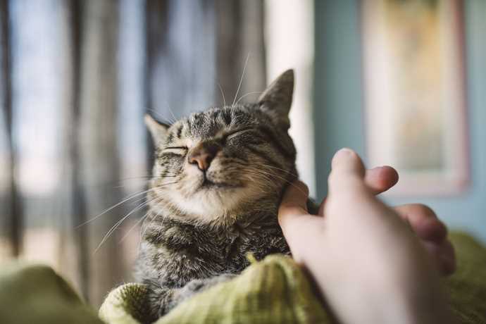 Служебные животные