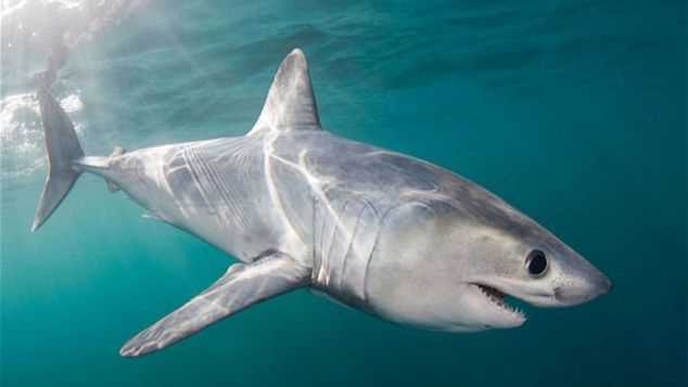 Размеры и особенности акулы лисицы