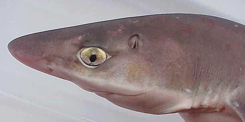 Мифы и реальность: насколько опасна акула лисица