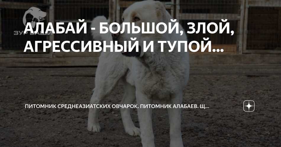 Социализация алабая
