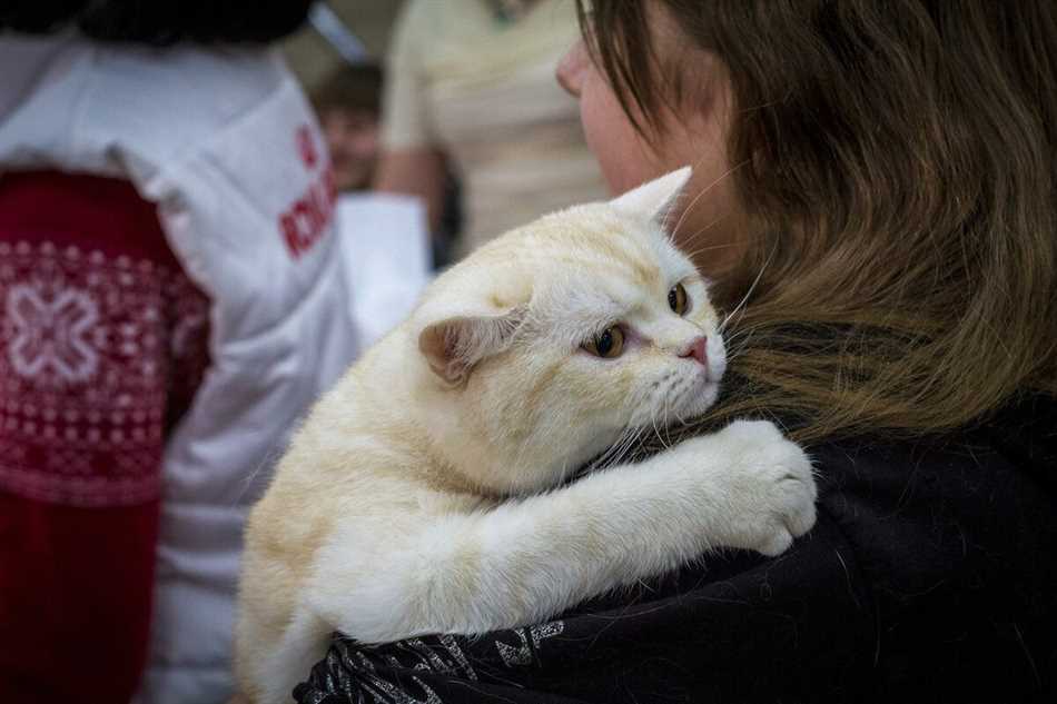 Проявления преданности у кошек