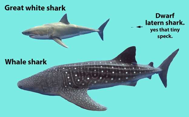 Может ли китовая акула съесть человека?