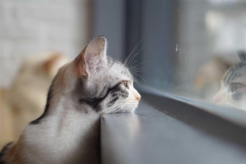 Кошки и их способности к распознаванию хозяев