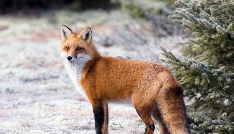 Природа лисицы и примеры нападений
