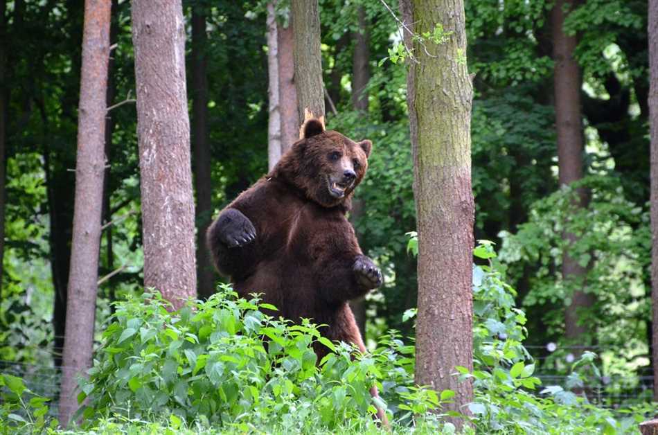 Может ли медведь напасть на человека летом?