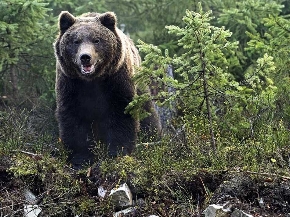 Как предотвратить нападение медведя на человека?