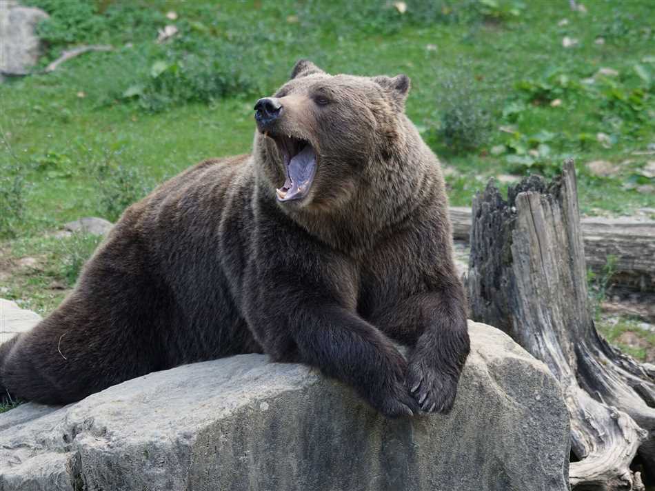 Опасность для человека при встрече с медвежатами