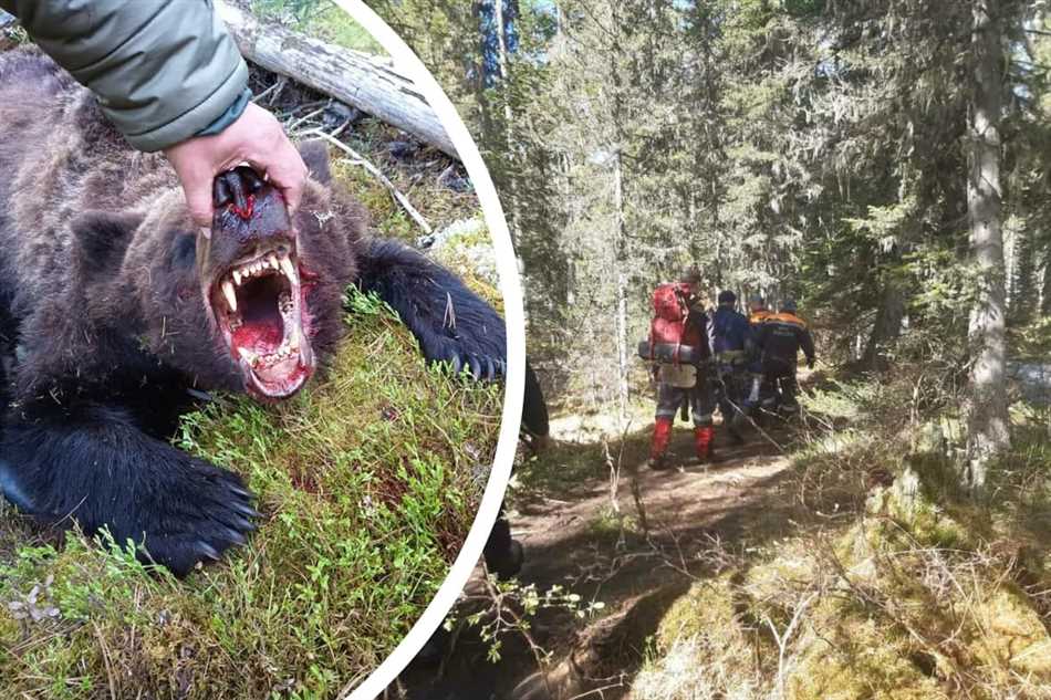 Может ли медвежонок напасть на человека?