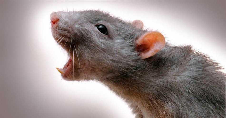 Может ли мышь прижиться с крысой?