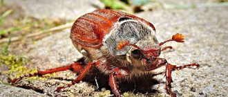 Негативное влияние жука хруща на организм человека