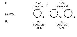 Может ли от рогатых коровы и быка родиться безрогий теленок?