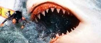 Может ли белая акула съесть человека?