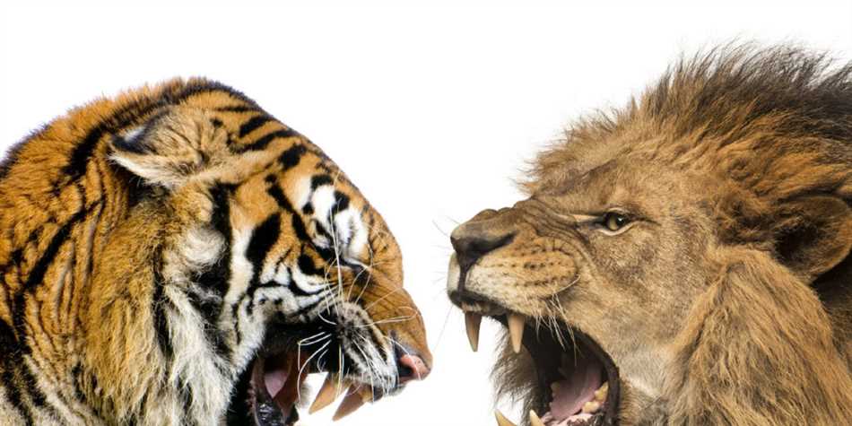 Раздел 5: Битва между тигром и львом